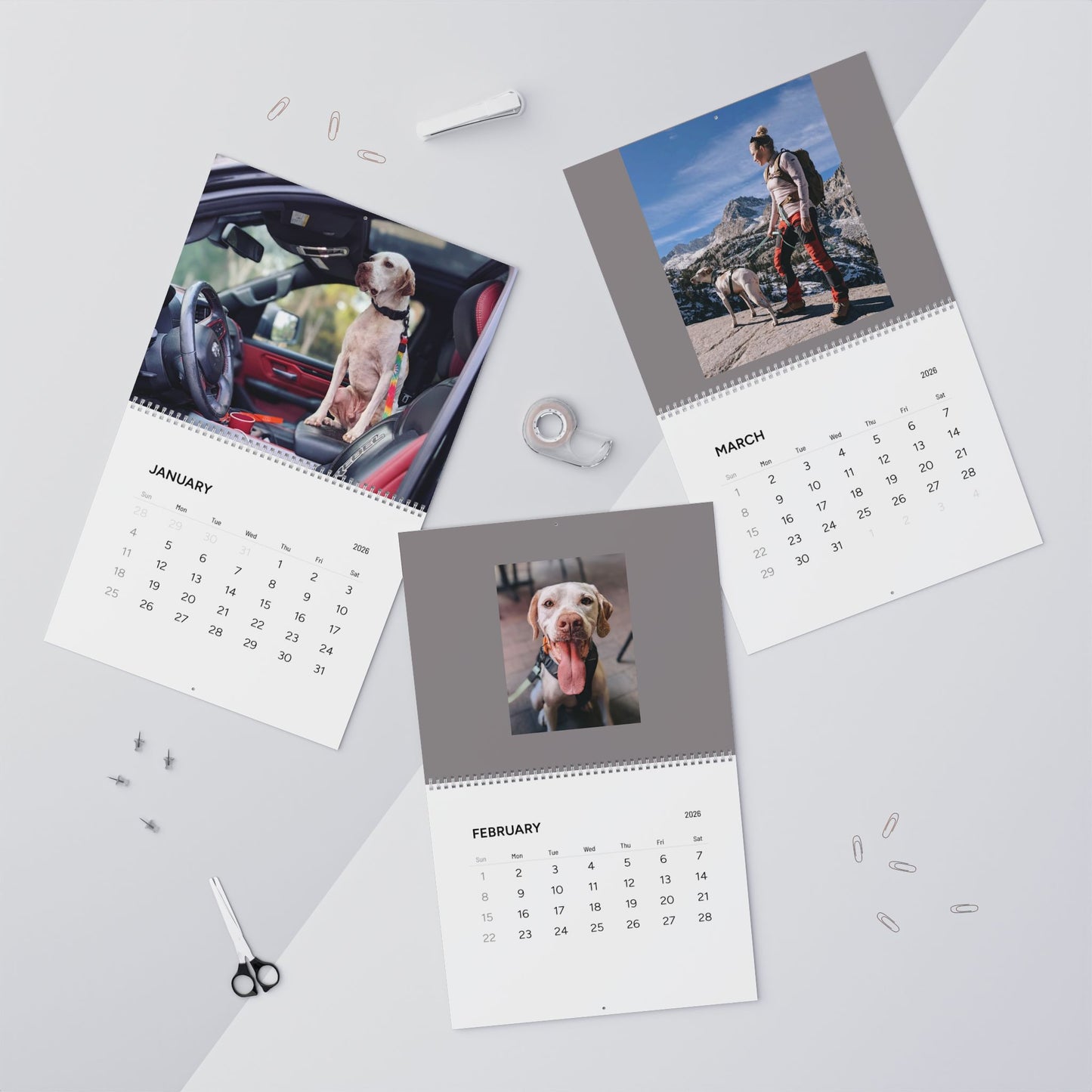 Pointer Rescue Org Wall Calendar 2026